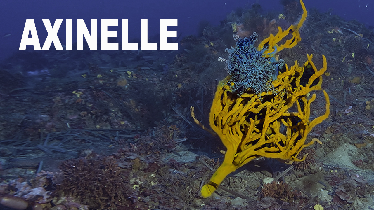 Axinelle