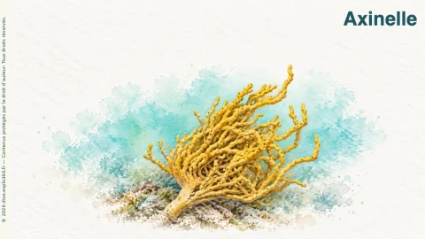Illustration de Axinelle