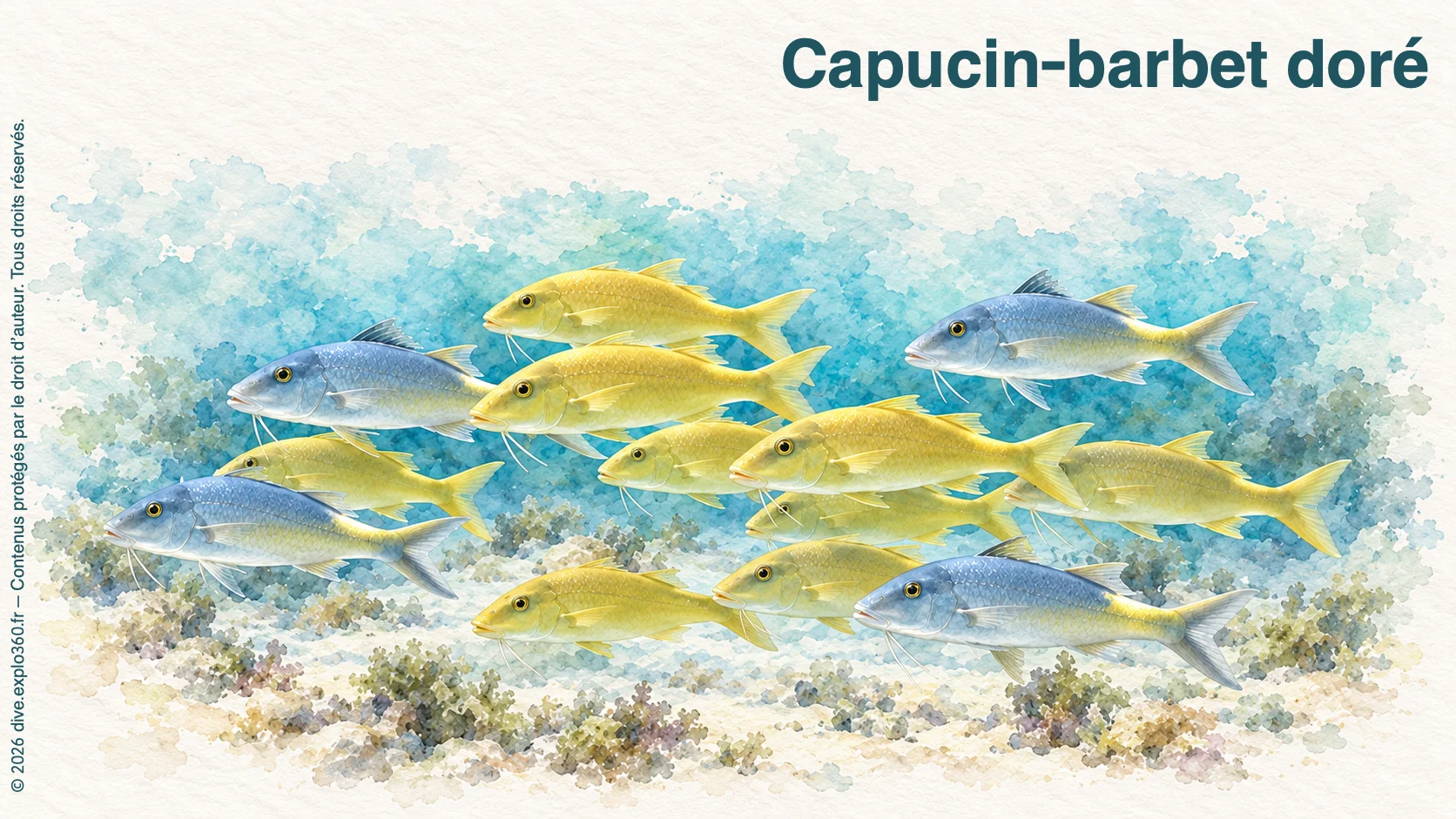 Capucin-barbet doré