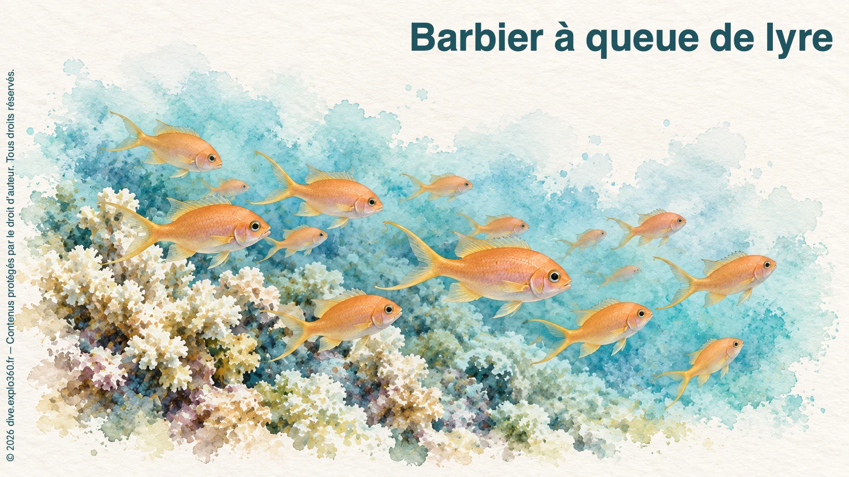 Barbier à queue de lyre