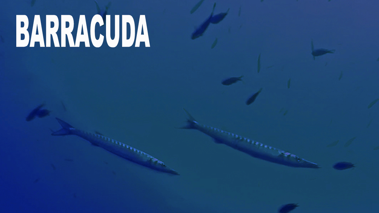 Barracuda