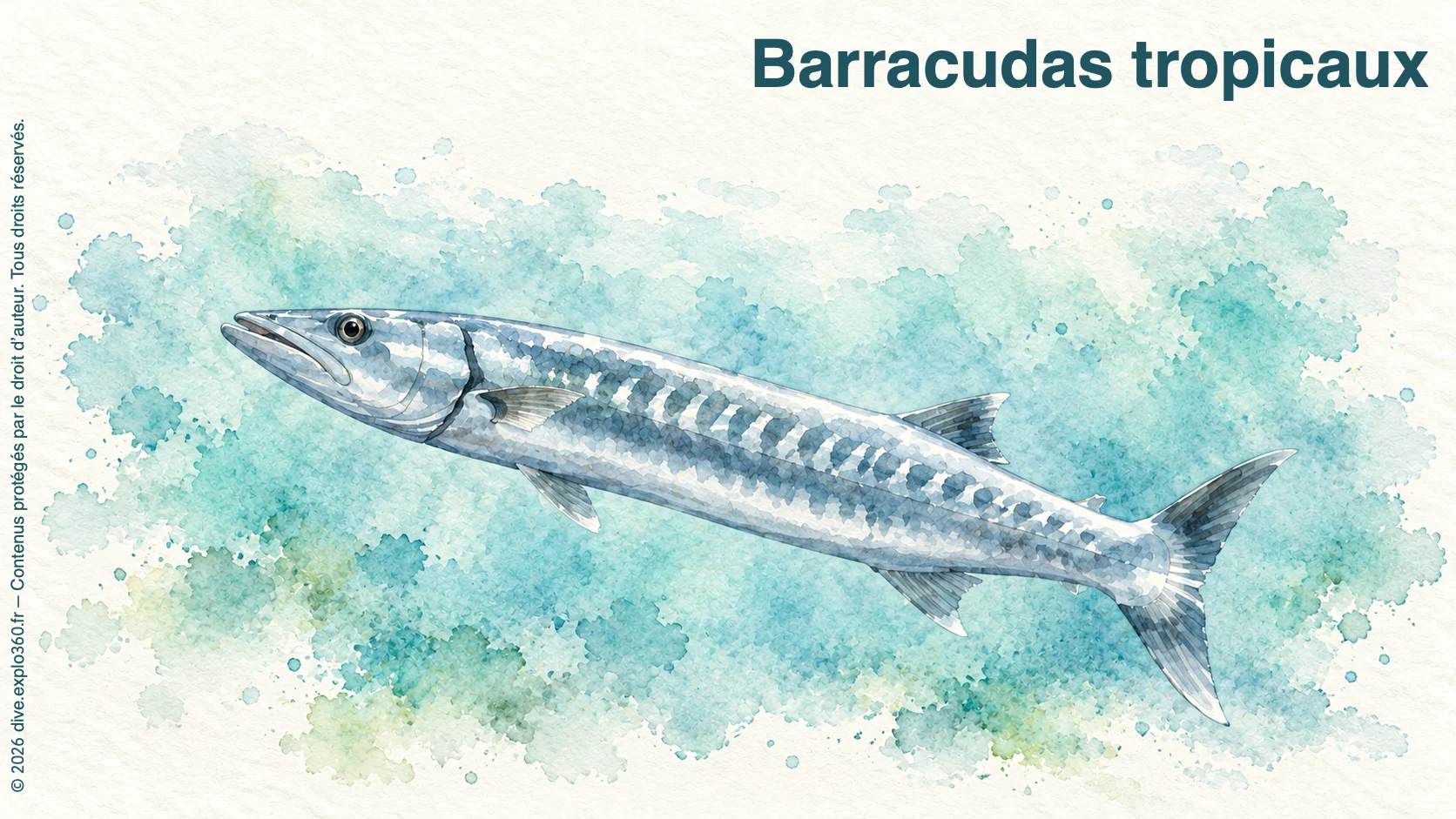 Barracudas tropicaux