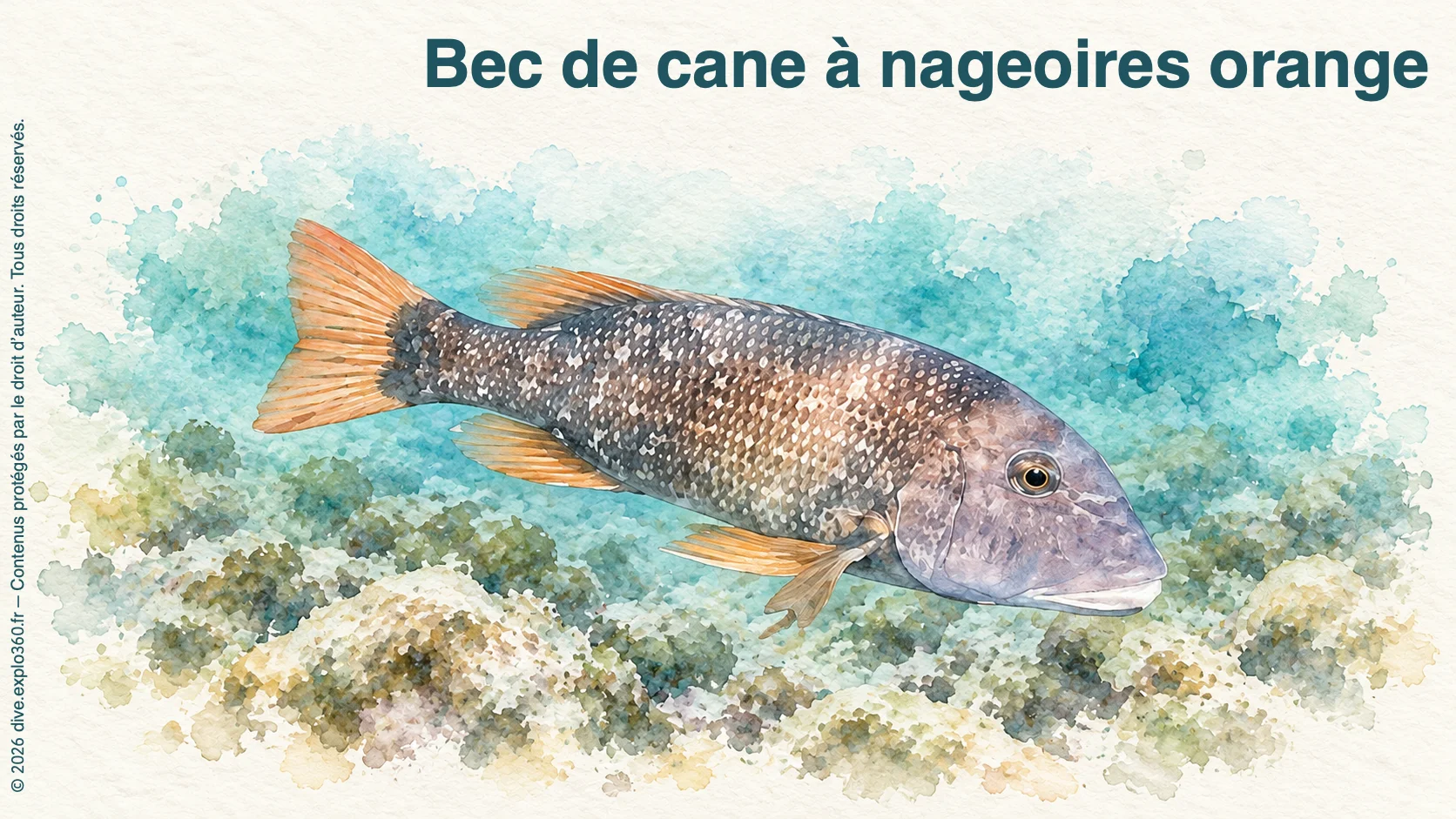 Bec de cane à nageoires orange