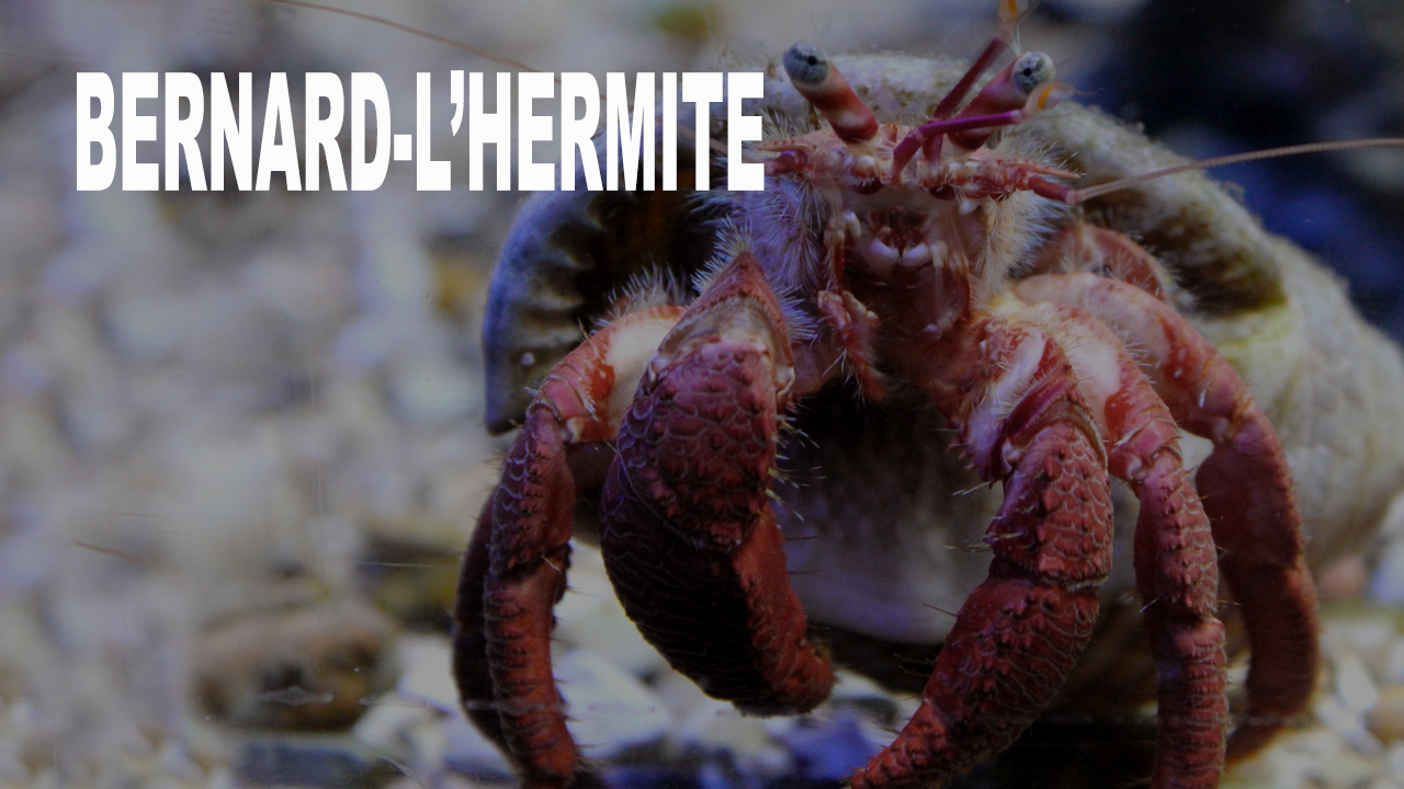 Bernard-l'hermite