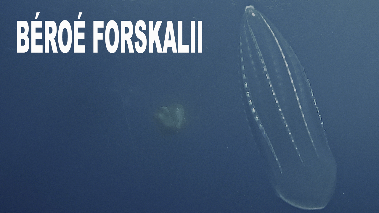 Béroé forskalii