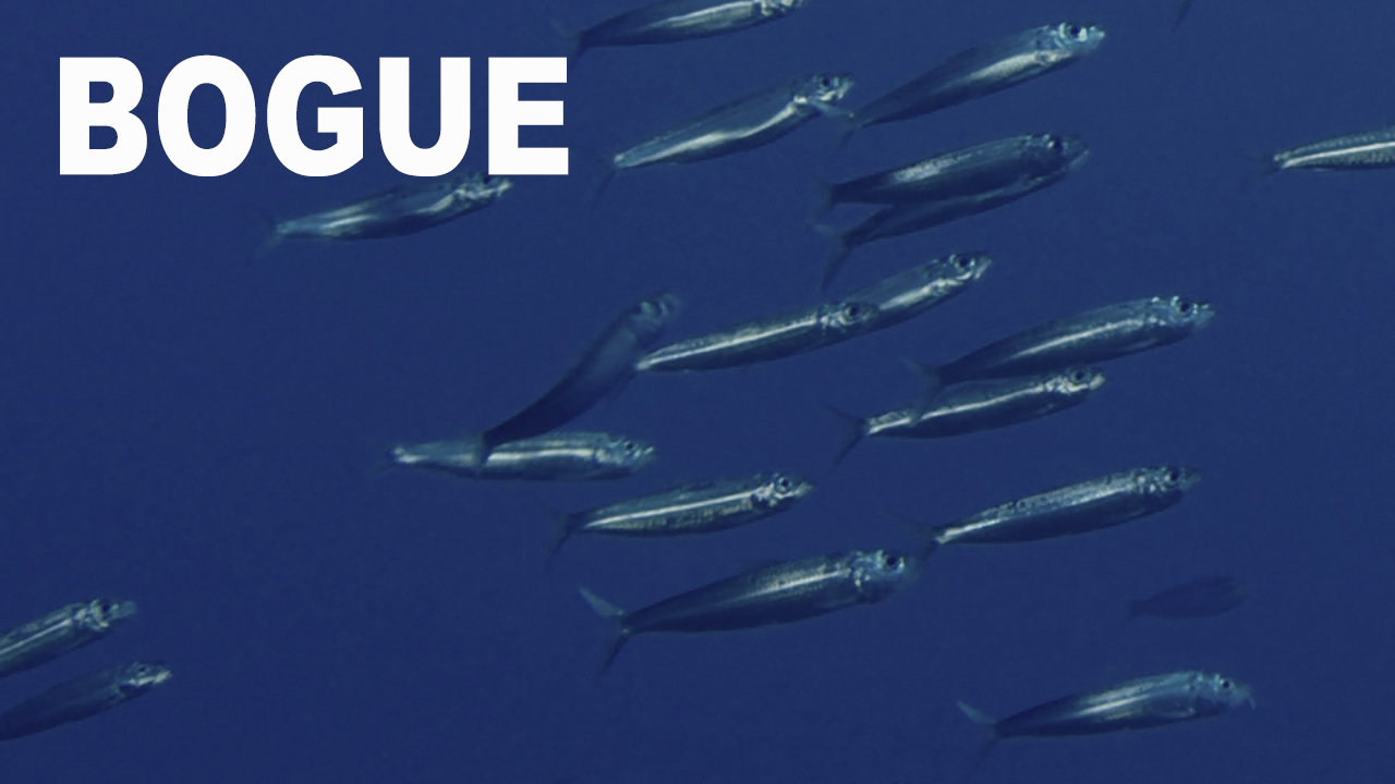 Bogue