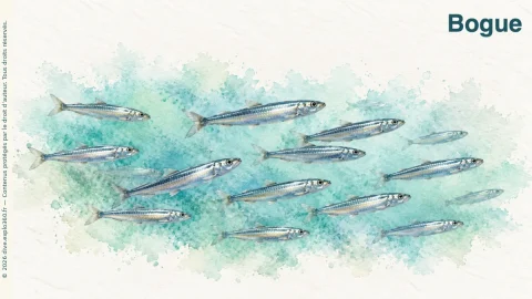 Illustration de Bogue