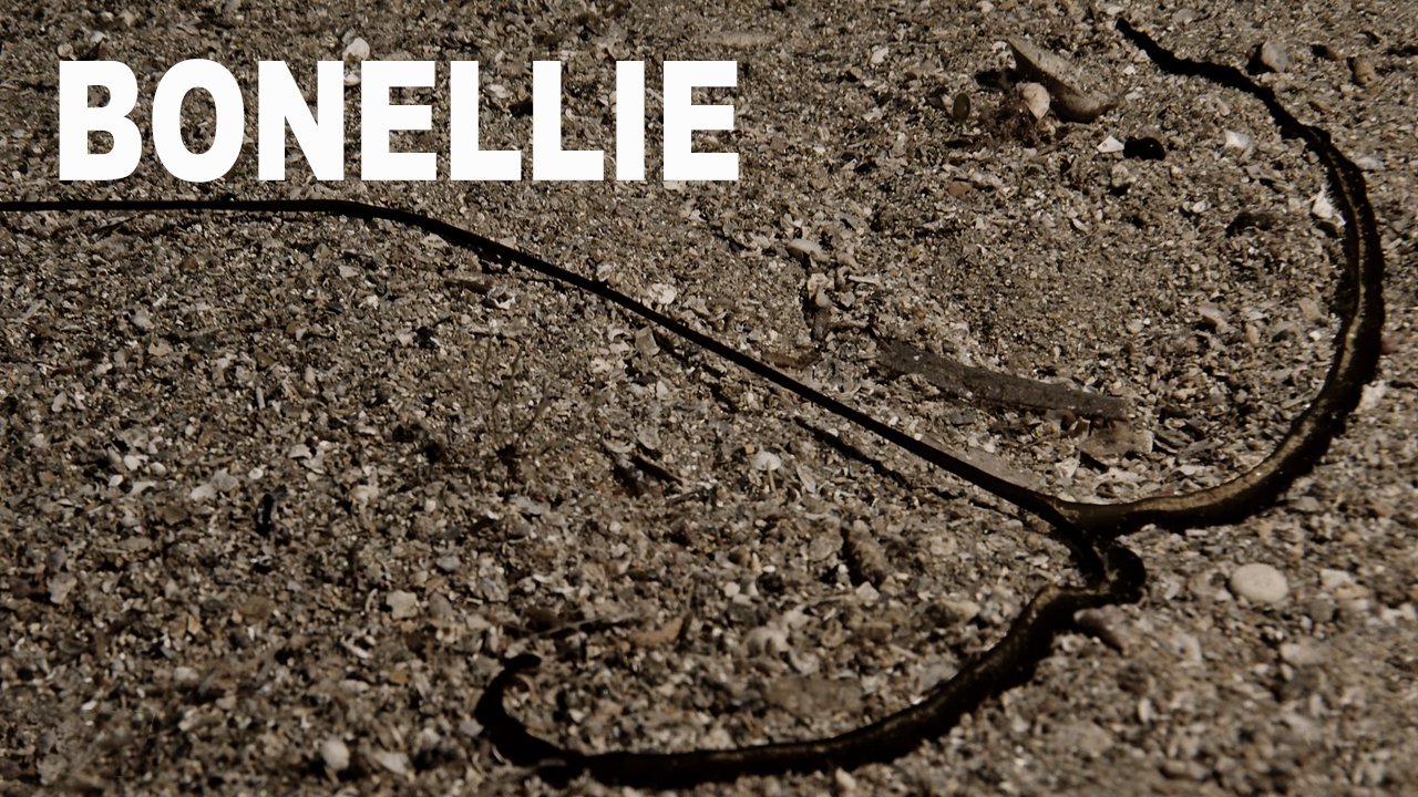 Bonellie