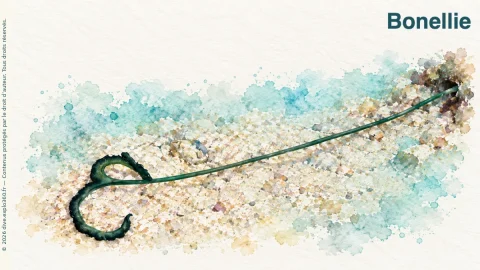 Illustration de Bonellie