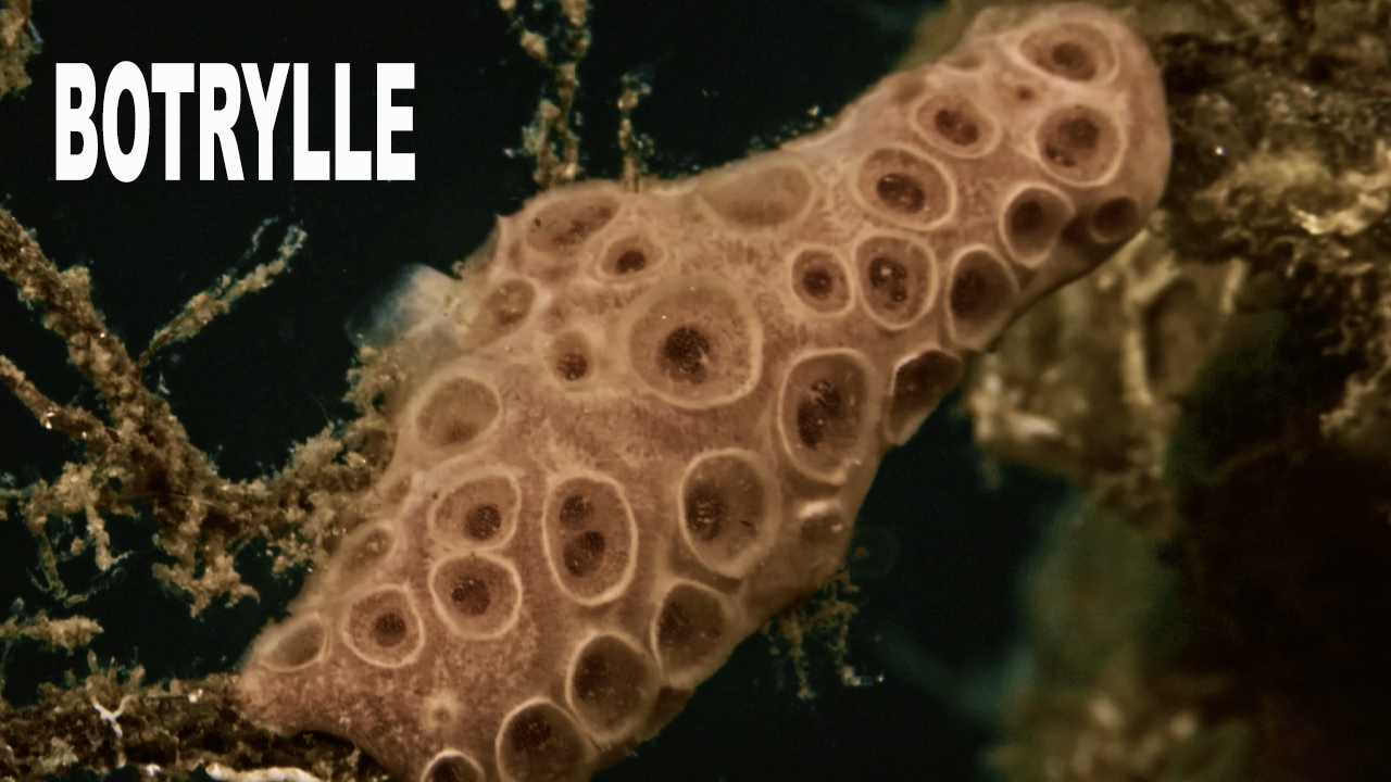 Botrylle