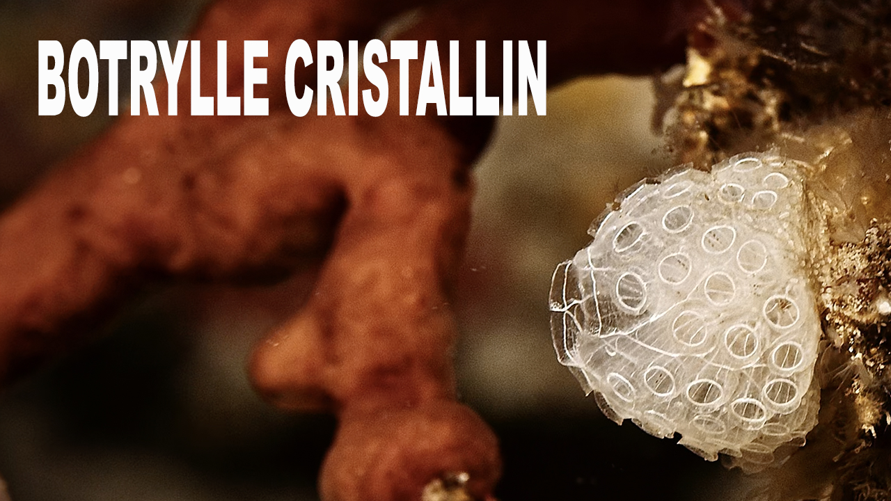 Botrylle cristallin