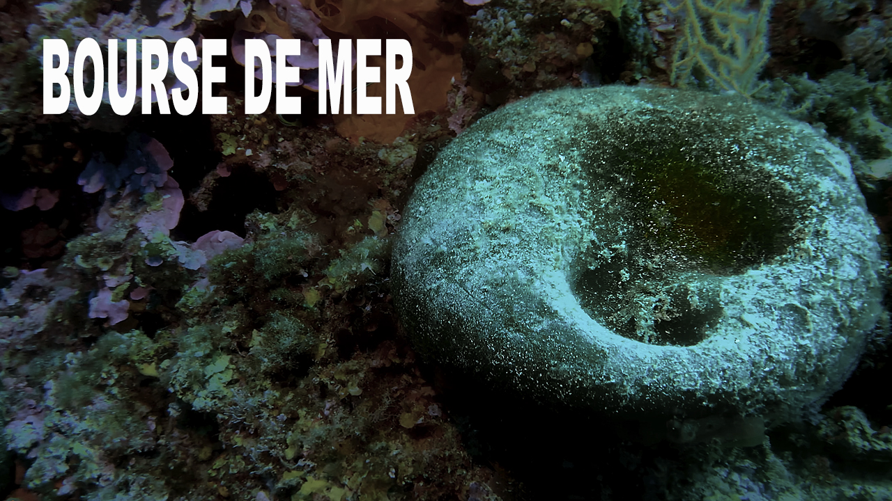 Bourse de mer