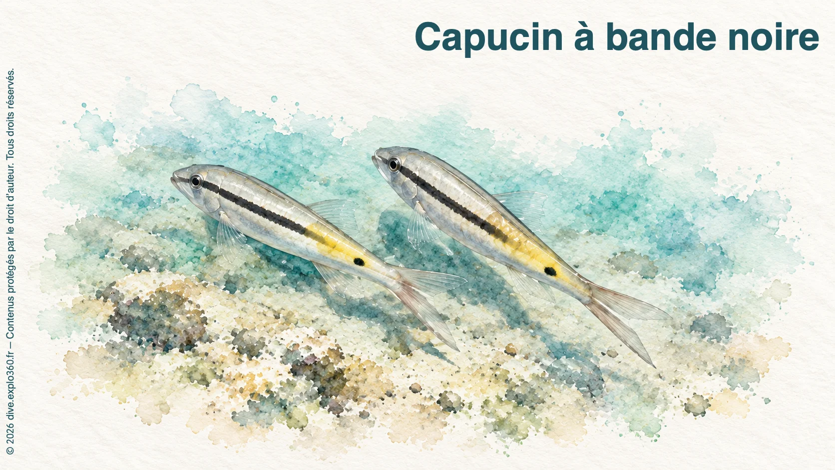 Capucin à bande noire