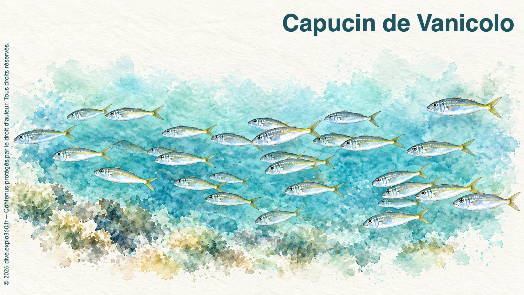 Capucin de Vanicolo