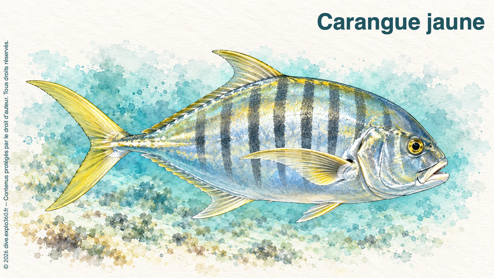 Carangue jaune