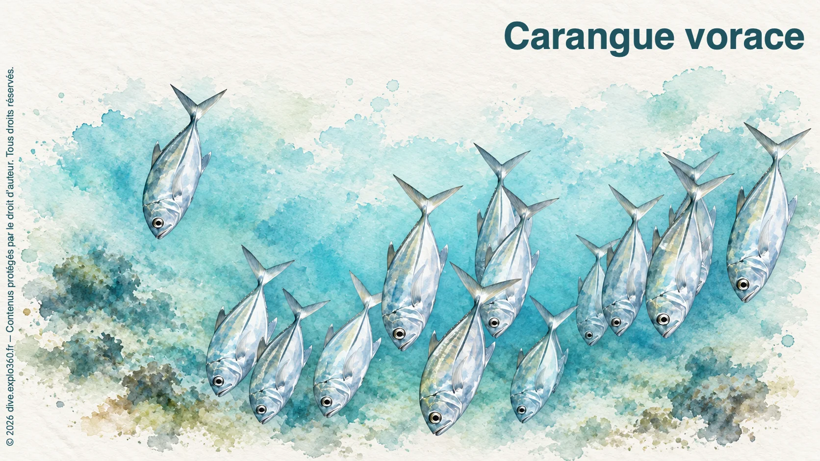 Carangue vorace