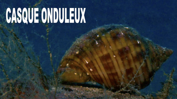 Casque onduleux