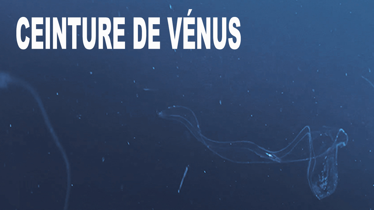 Ceinture de Vénus