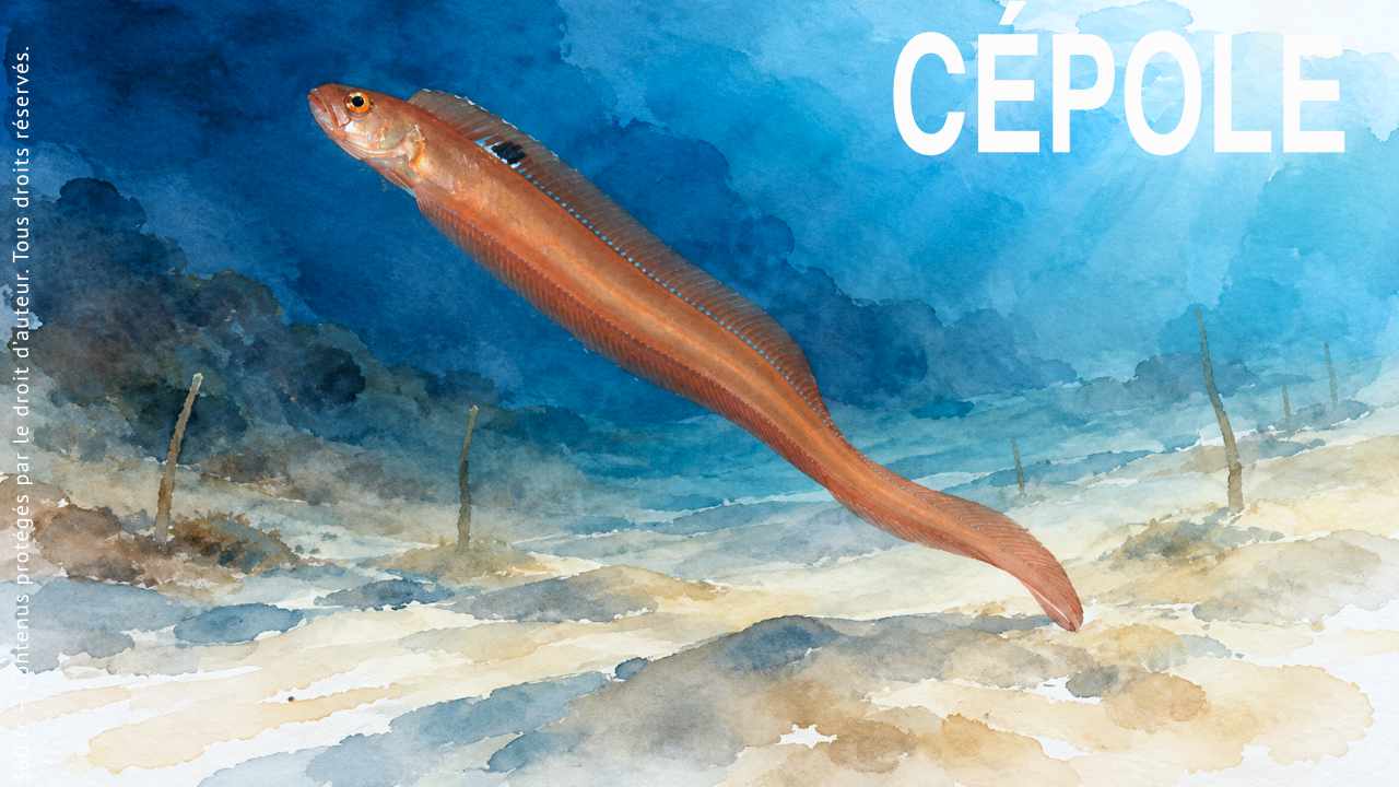 Cépole