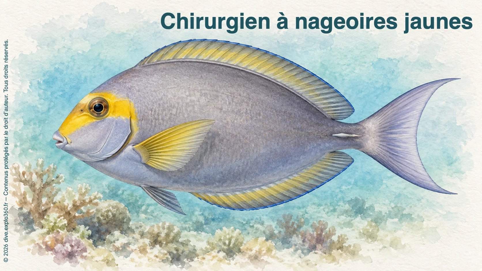 Chirurgien à nageoires jaunes