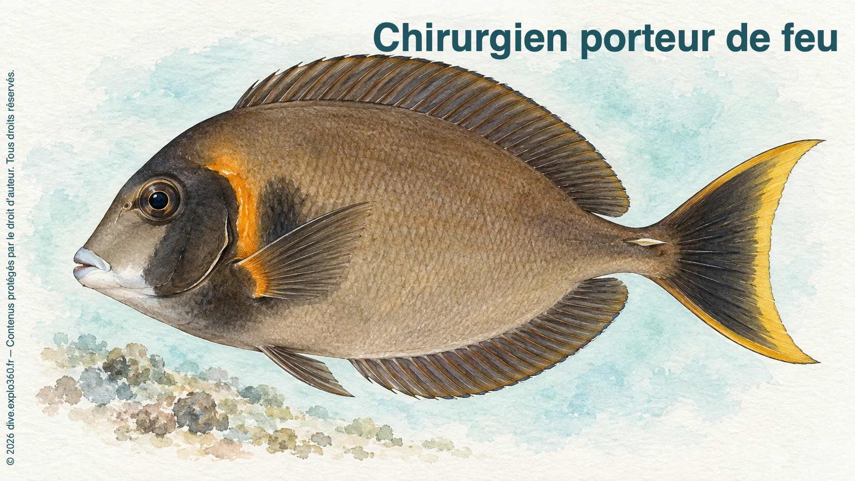 Chirurgien porteur de feu