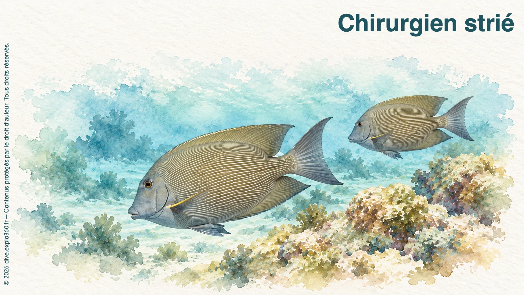 Chirurgien strié