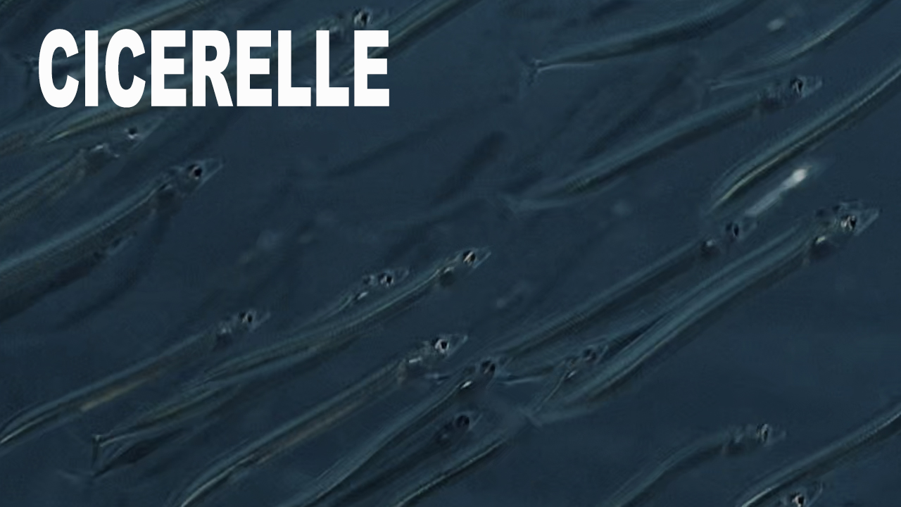 Cicerelle