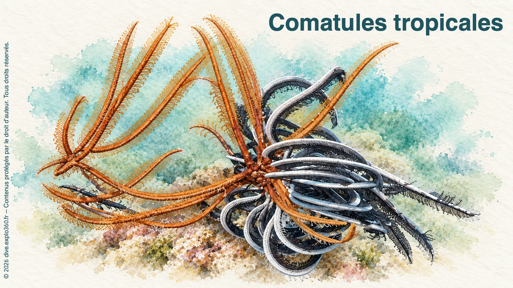 Comatules tropicales