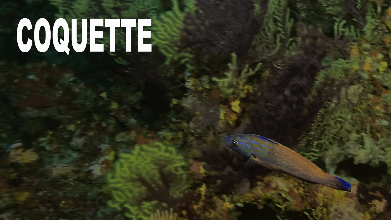 Coquette