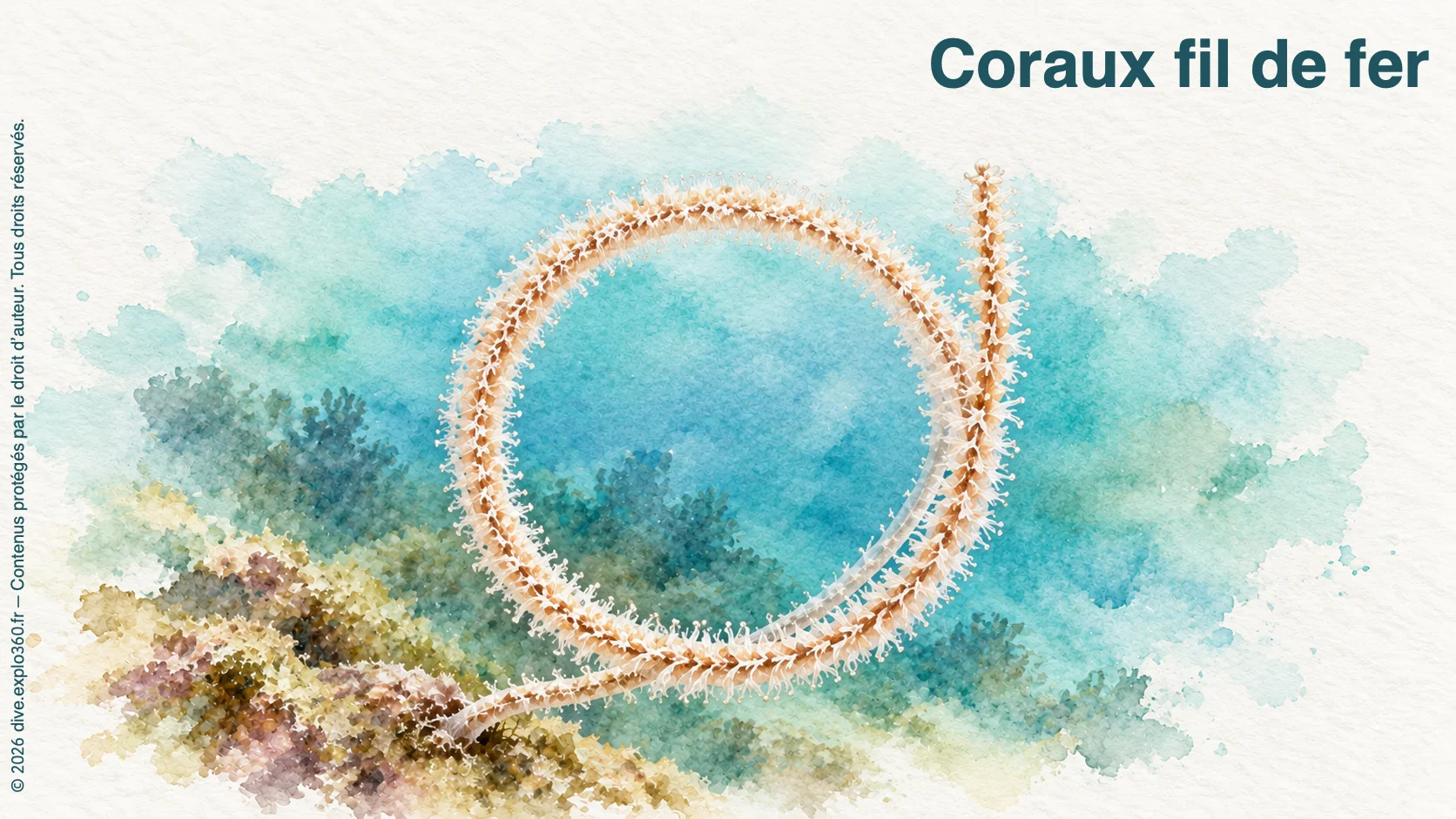 Coraux fil de fer
