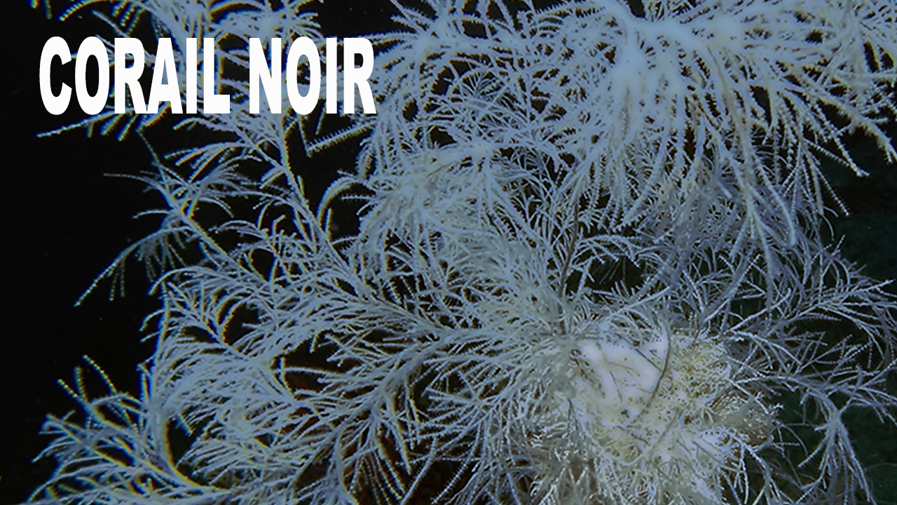 Corail noir
