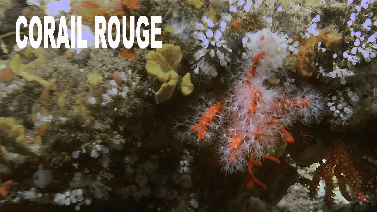 Corail rouge