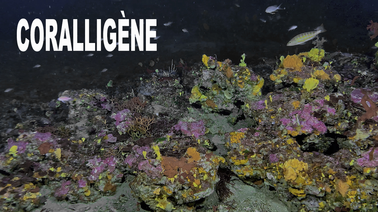 Coralligène