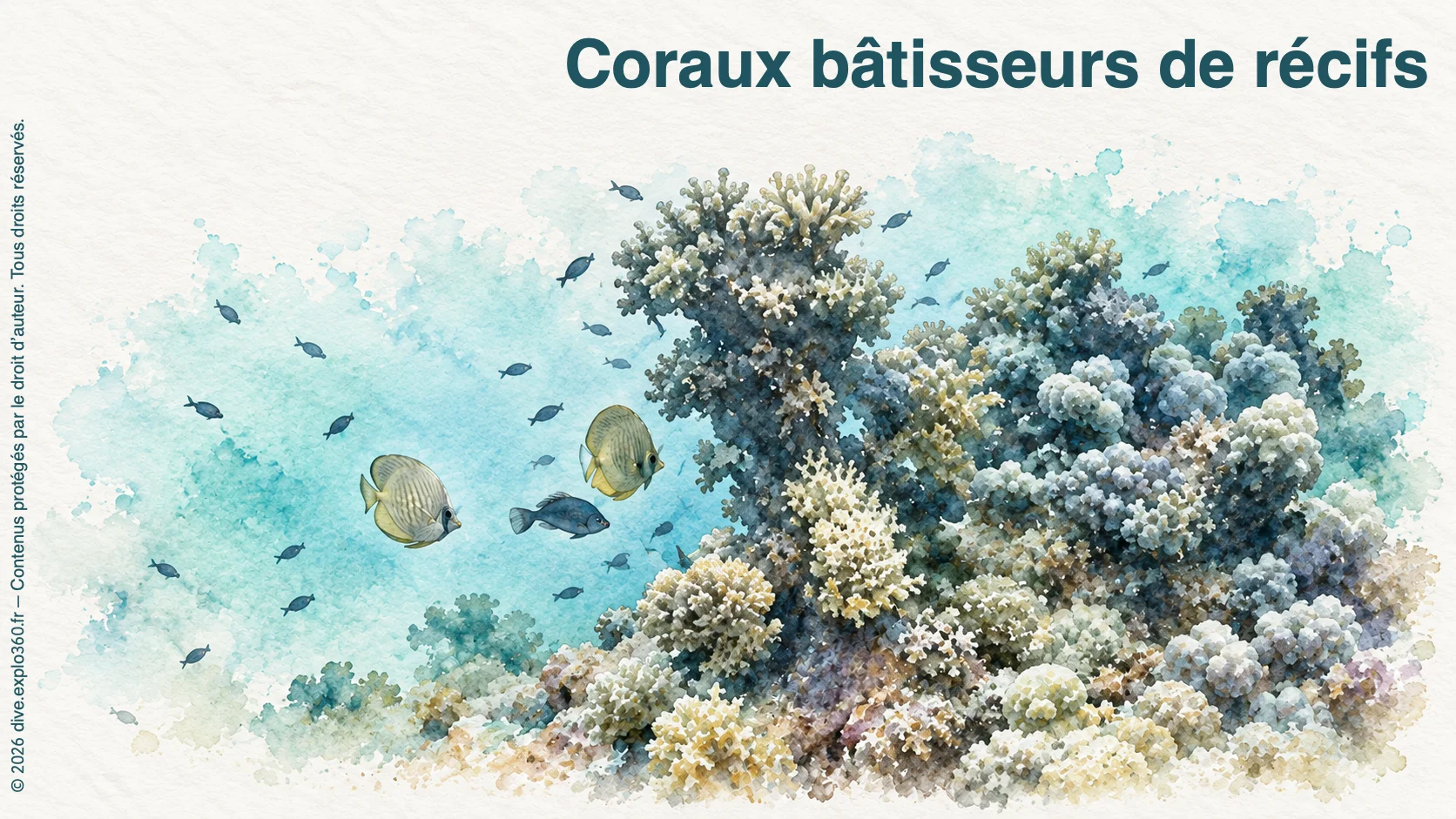 Coraux bâtisseurs de récifs
