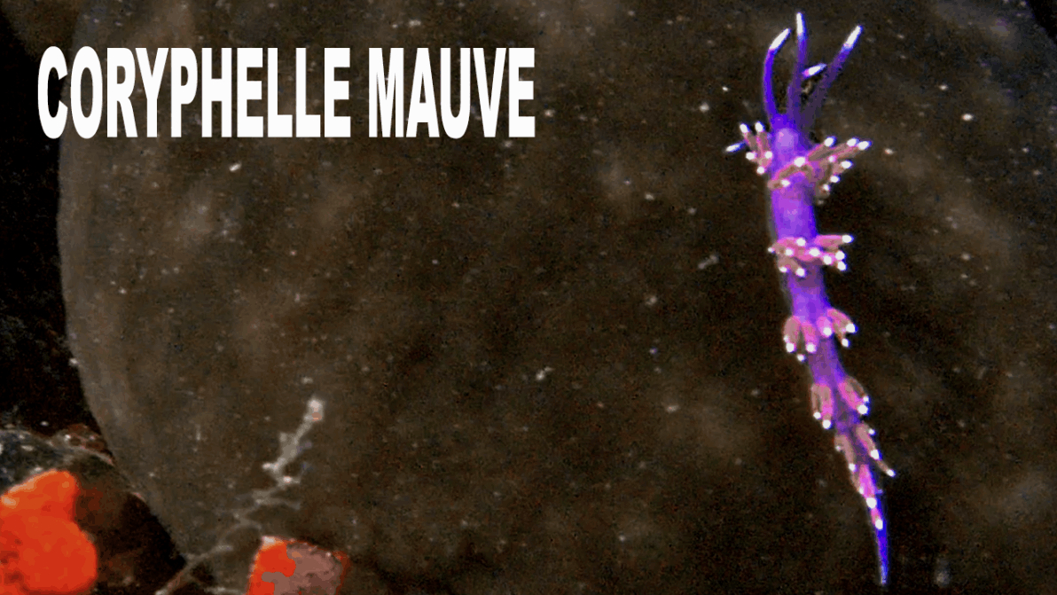 Coryphelle mauve