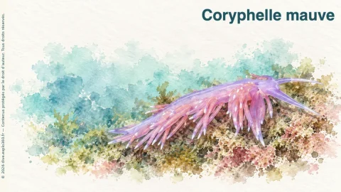 Illustration de Coryphelle mauve