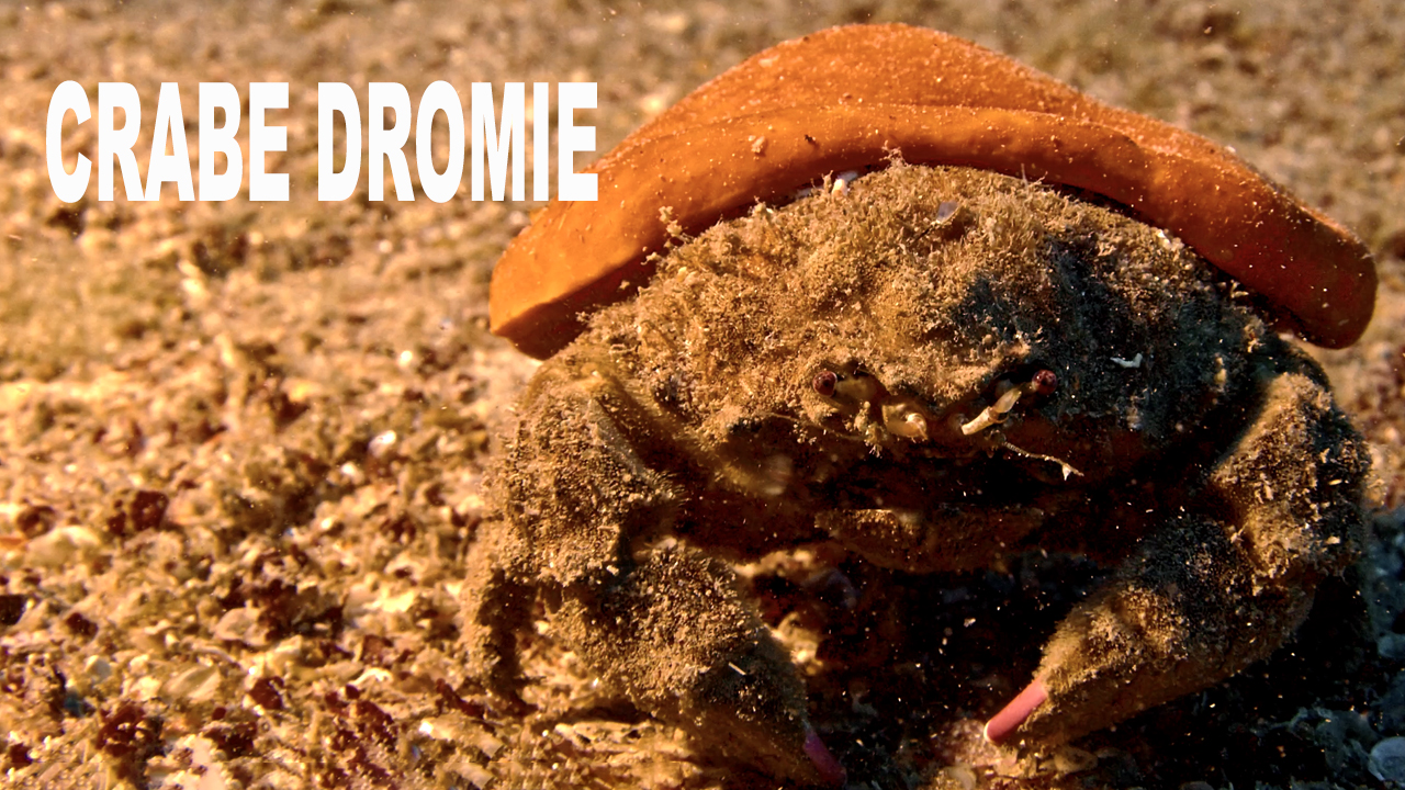 Crabe dromie