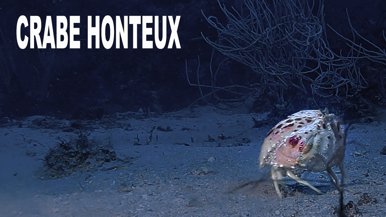 Crabe honteux