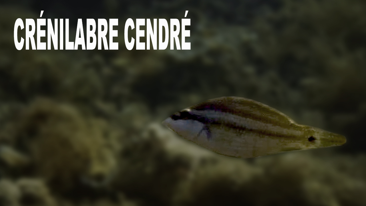 Crénilabre cendré