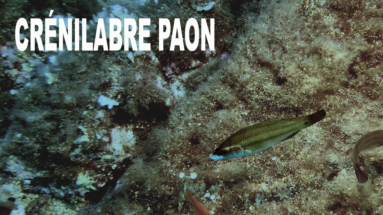 Crénilabre paon