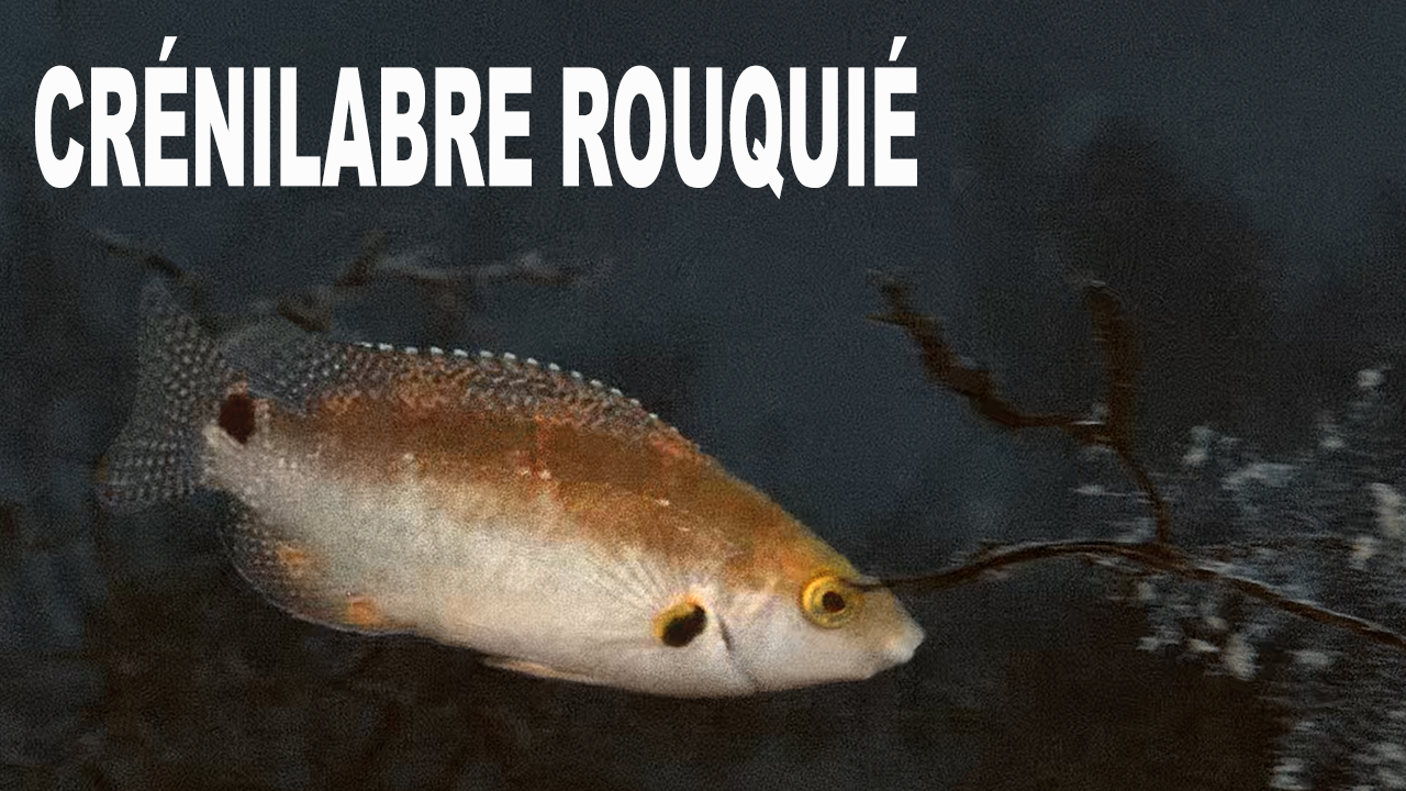 Crénilabre rouquié