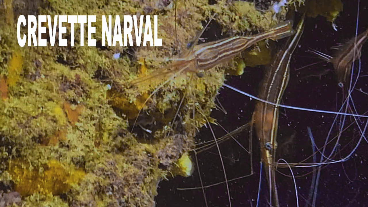 Crevette narval