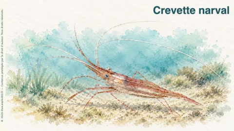 Illustration de Crevette narval