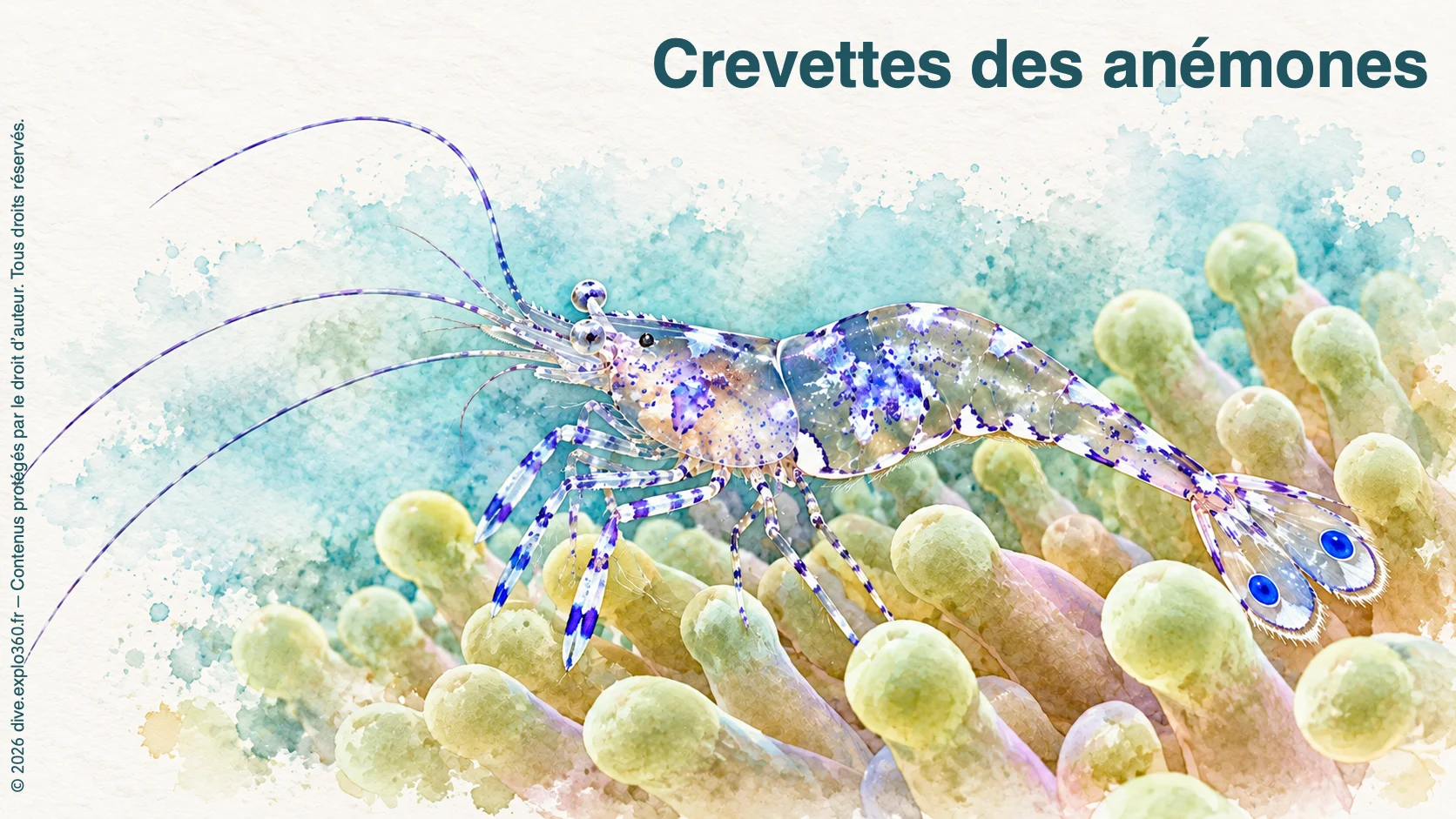 Crevettes des anémones