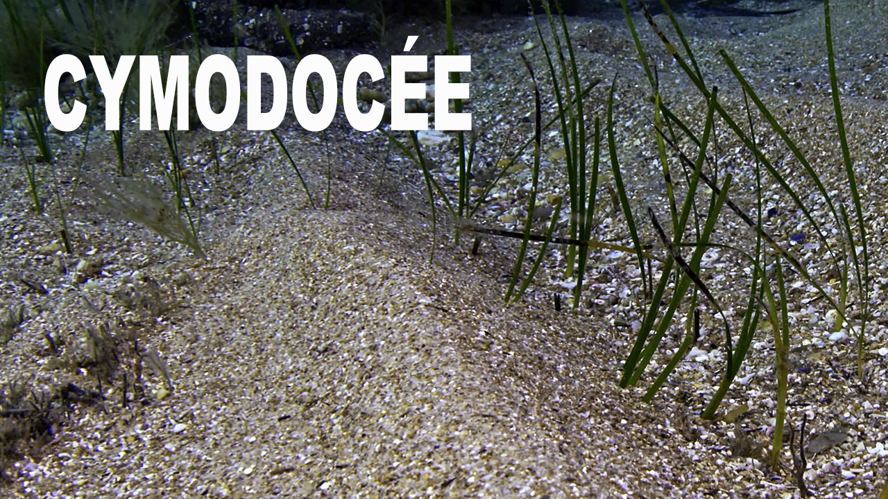 Cymodocée
