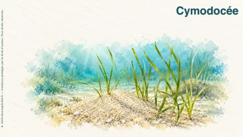 Illustration de Cymodocée