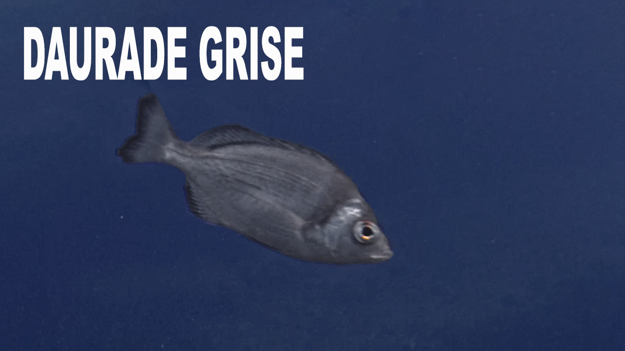 Daurade grise