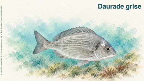 Illustration de Daurade grise