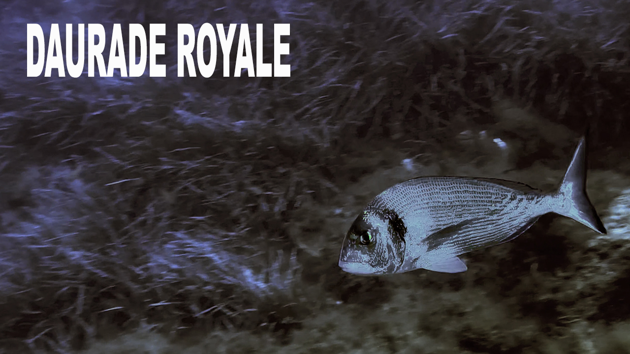 Daurade royale