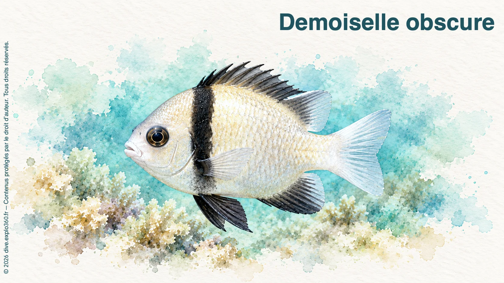 Demoiselle obscure